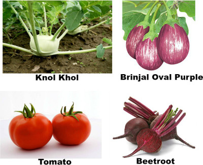 

Easy Gardening Knol khol, Brinjal oval purple, Tomato, Beetroot Seed(25 per packet)