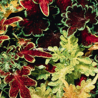 

Biocarve Coleus Seed(20 per packet)