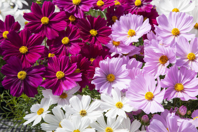 

E Garden Cosmos Apollo Seed(15 per packet)