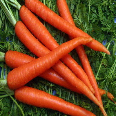 

Biocarve Carrot Seed(50 per packet)