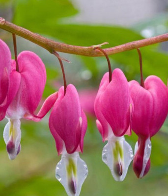 

E Garden Lantern Flower Seed(20 per packet)