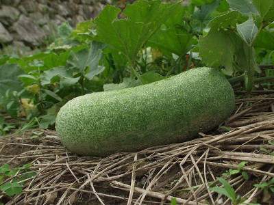 

National Gardens Ash Gourd Seeds by National Gardens Seed(10 per packet)