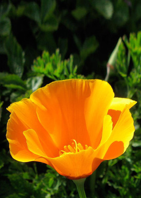 

Real Seed California Poppy Hybrid Imported Flower Seeds Seed(60 per packet)