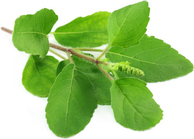 

Amir Enterprises Tulsi Seed(20 Per Packet)