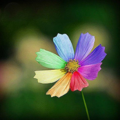 

Futaba Rare Rainbow Chrysanthemum Seeds Seed(100 per packet)