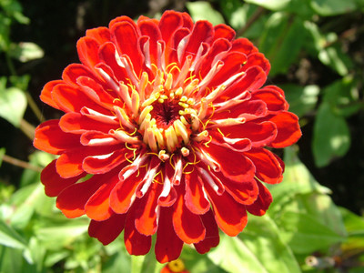 

Amir Enterprises zinnia Seed(20 per packet)