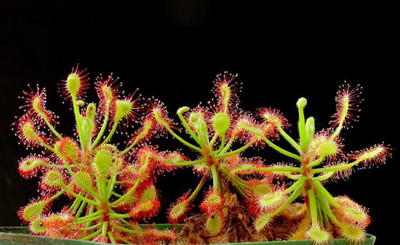 

National Gardens Sundew Seeds - Drosera madagascariensis by National Gardens Seed(5 per packet)