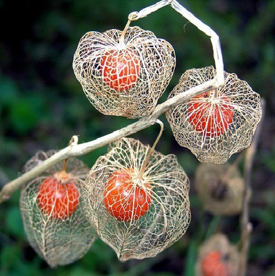 

National Gardens Chinese Lantern Seed(10 per packet)