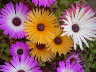 

FARM SEEDS Mesembryanthemum Mid Day Flower Seed(100 per packet)