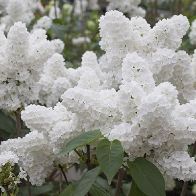 

Futaba Bonsai White Lilac Seed(100 per packet)