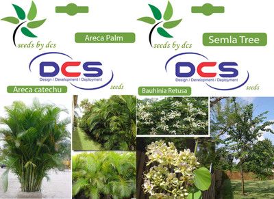 

DCS Areca Palm & Seemla Seed(10 per packet)