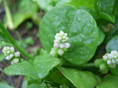 

National Gardens Indian Spinach Seeds (Palak) by National Gardens Seed(100 per packet)