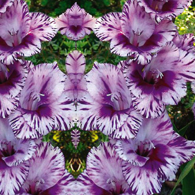 

Futaba Rare Striped Gladiolus Seeds Seed(100 per packet)