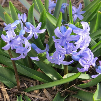 

Futaba Hyacinthus Orientalis Seed(100 per packet)