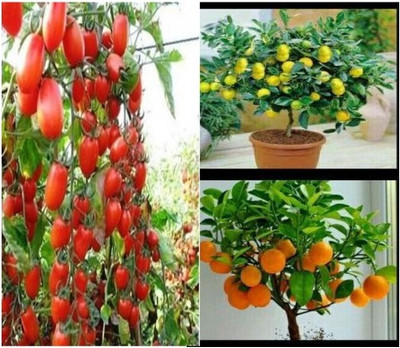 

ROSEMERC lemon,orange,tomato Seed(30 per packet)