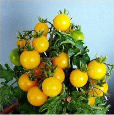 GREENZ Tomato Seed(20 per packet)