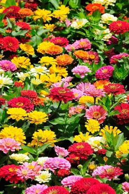 Seedlings india Zinnia Dahlia Flowered Mixed Hybrid Seed(60 per packet)