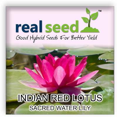 

Real Seed Water Lily Seed(10 per packet)