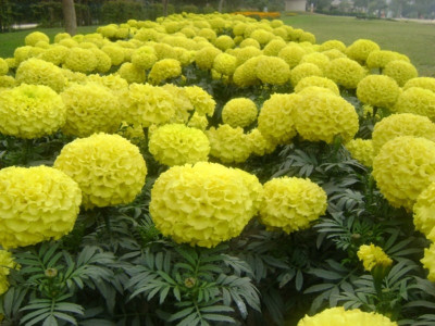 Nooelec India Marigold African Seed(100 per packet)