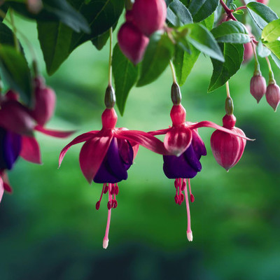 National Gardens Fuchsia Flower Seeds by National Gardens Seed(5 per packet)