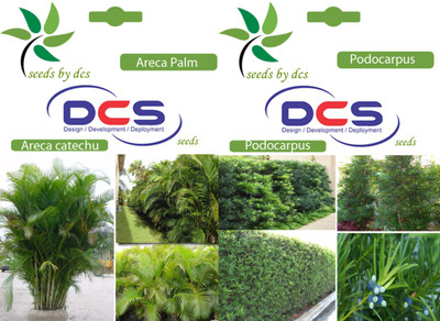 

DCS Areca Palm & Podocarpus Seed(10 per packet)