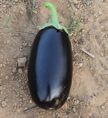 Indous Agriseeds Brinjal Seeds Seed(200 Per Packet)