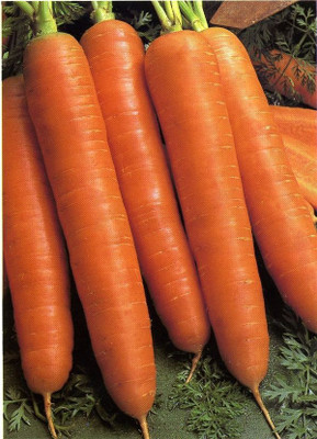 

Seedbazaar Carrot Seed(50 per packet)