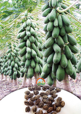 

Agro Max Red Lady - Honey Dew Papaya Mixed Fruit Seeds Seed(20 per packet)
