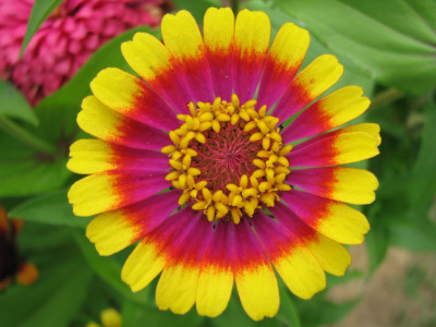 SaaHeli Zinnia Flower Seeds Seed(10 per packet)