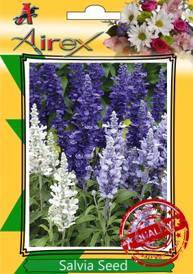 

Airex Salvia Winter Flower Seed(25 per packet)