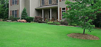 Omaxe Grass Seed(1 per packet)