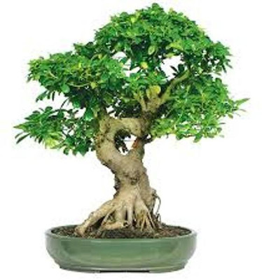 ROSEMERC banyan Seed(10 per packet)