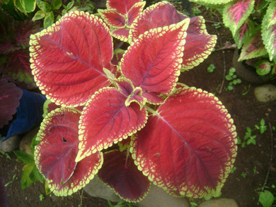 

Saaheli Mayana Plant Seeds Seed(10 per packet)