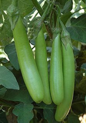 

Raunak Seeds Brinjal Seed(50 per packet)