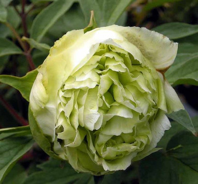 

Futaba Heirloom Sorbet Peony Flower Seed(10 per packet)