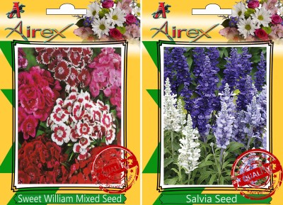 Airex Sweet William Mixed, Salvia Seed(30 per packet)