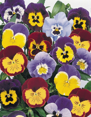 

JAGREX SWEET PEA BONANZA MIXED FLOWER Seed(2 per packet)