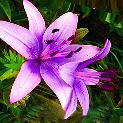 

Futaba Pink Rare Purple pink Lilium Brownii Seed(50 per packet)