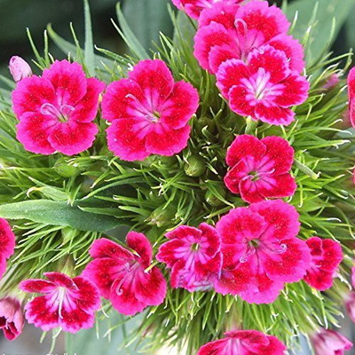 

Futaba Colorful Stone Bamboo Flower Seed(100 per packet)