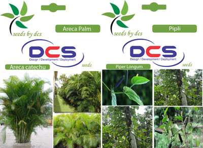 

DCS Areca Palm & Pipli Tree Seed(10 per packet)