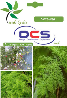 

DCS Satawar Seed(5 per packet)
