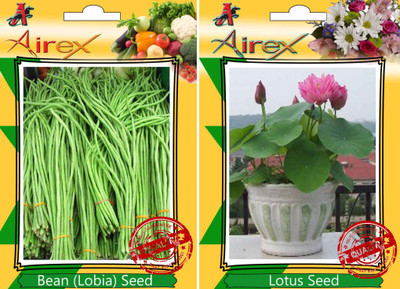 Airex Bean (Lobia), Lotus Seed(20 per packet)