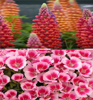 

Vsquare Retail Beautiful Combo 2 Types Winter Season Flower Plant Seed(60 per packet)
