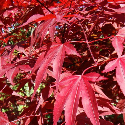 

Futaba America Maple Seeds Seed(20 per packet)