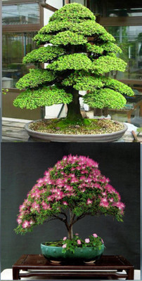 

Rainbow Spring Seeds Bonsai Japanese Cedar Semillas And Mimosa Silk Tree Albizia Flower Seed(10 per packet)