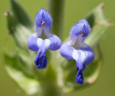 

National Gardens Salvia hispanica Herb / Flower Seeds by National Gardens Seed(10 per packet)