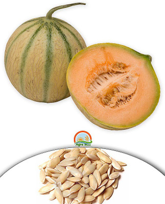 Agro Max Musk Melon Fruit Seeds Seed(20 per packet)