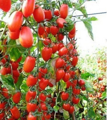 ROSEMERC Tomato Seed(20 per packet)