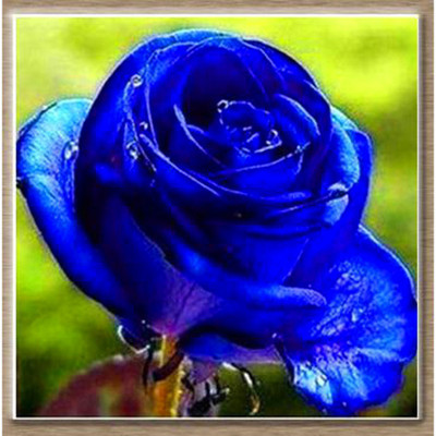 

Rainbow Spring Seeds Rose Seed(50 per packet)