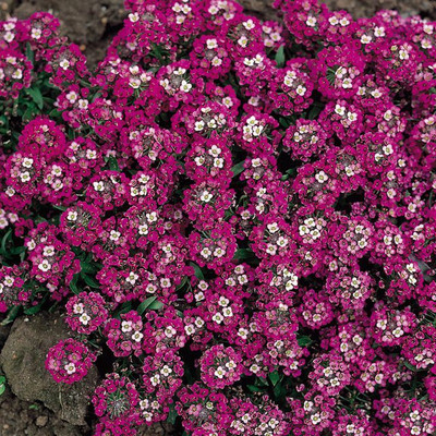 

Eplant Alyssum Red Seed(50 per packet)